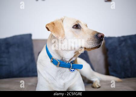 Porträt eines 18 Monate alten weißen Labrador Retriever auf einem grauen Textil-Sofa liegend. Ein fröhlicher und lustiger Hund liegt zu Hause. Schließen, Platz kopieren. Stockfoto