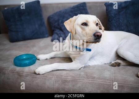 Porträt eines 18 Monate alten weißen Labrador Retriever auf einem grauen Textil-Sofa liegend. Ein fröhlicher und lustiger Hund liegt zu Hause. Schließen, Platz kopieren. Stockfoto