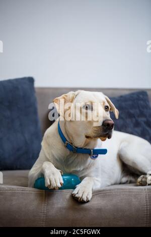 Portrait eines großen Hund der Rasse Labrador von hellen Mantel der Farbe, liegt auf einem Sofa in der Wohnung, Haustiere Stockfoto