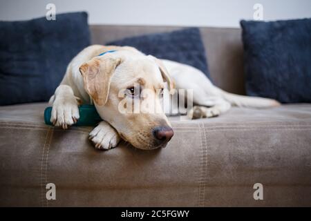 Ein großer gelber Labrador Hund fühlt sich wohl und ruht in einem Stuhl. Der blasse Hund saß und lächelte, das Tier im Haus, Stockfoto