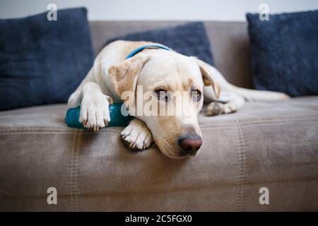 Ein großer gelber Labrador Hund fühlt sich wohl und ruht in einem Stuhl. Der blasse Hund saß und lächelte, das Tier im Haus, Stockfoto