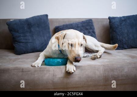 Ein großer gelber Labrador Hund fühlt sich wohl und ruht in einem Stuhl. Der blasse Hund saß und lächelte, das Tier im Haus, Stockfoto