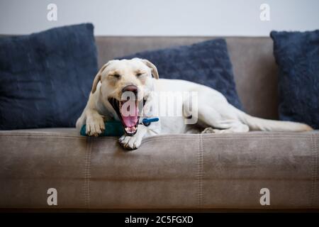 Portrait eines großen Hund der Rasse Labrador von hellen Mantel der Farbe, liegt auf einem Sofa in der Wohnung, Haustiere Stockfoto