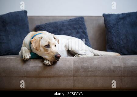 Ein großer gelber Labrador Hund fühlt sich wohl und ruht in einem Stuhl. Der blasse Hund saß und lächelte, das Tier im Haus, Stockfoto