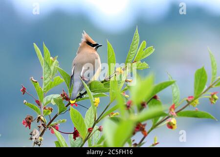 Ein Zedernwachsflügel (Bombycilla cedrorum), der auf einem Zweig in Alder Bay, an der Nordküste von Vancouver Island an der Westküste Kanadas, thront. Stockfoto