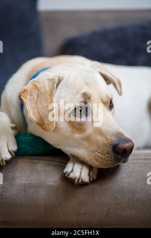 Portrait eines großen Hund der Rasse Labrador von hellen Mantel der Farbe, liegt auf einem Sofa in der Wohnung, Haustiere Stockfoto