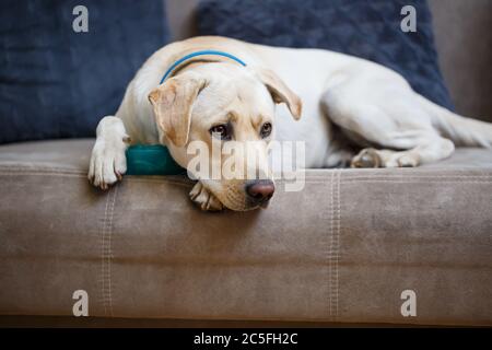 Portrait eines großen Hund der Rasse Labrador von hellen Mantel der Farbe, liegt auf einem Sofa in der Wohnung, Haustiere Stockfoto