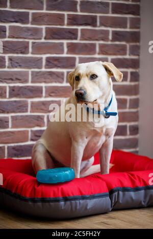 Ein großer Hund aus hellfarbiger Wolle Labrador Rasse sitzt auf einem roten Wurf gegen eine Ziegelmauer Stockfoto