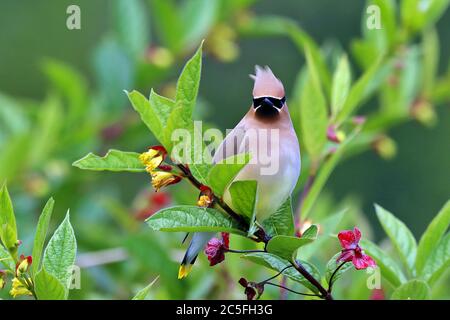 Ein Zedernwachsflügel (Bombycilla cedrorum), der auf einem Zweig in Alder Bay, an der Nordküste von Vancouver Island an der Westküste Kanadas, thront. Stockfoto