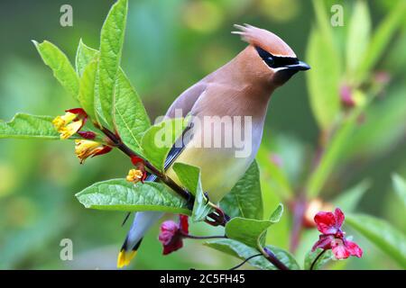 Ein Zedernwachsflügel (Bombycilla cedrorum), der auf einem Zweig in Alder Bay, an der Nordküste von Vancouver Island an der Westküste Kanadas, thront. Stockfoto