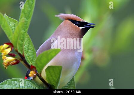 Ein Zedernwachsflügel (Bombycilla cedrorum), der auf einem Zweig in Alder Bay, an der Nordküste von Vancouver Island an der Westküste Kanadas, thront. Stockfoto