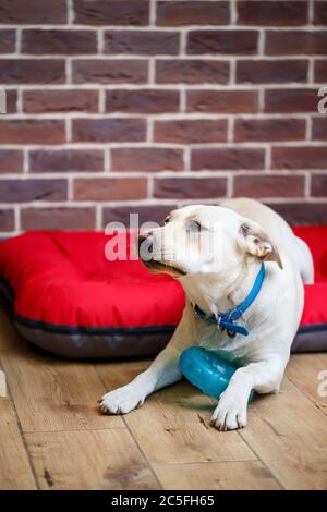 Ein großer Hund von hellem Labrador Mantel liegt auf einem roten Wurf Stockfoto