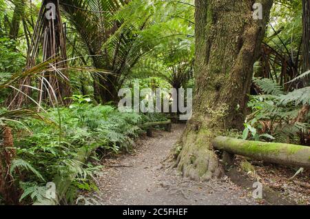 Gehweg durch ein bewaldeter Bereich, Victoria Esplanade Palmerston North Stockfoto