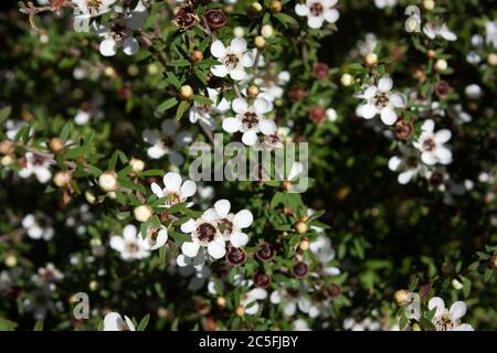 Blumen auf Manuka-Baum (Leptospermum scoparium) Stockfoto