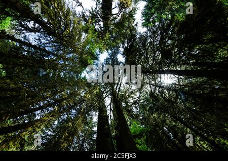 Blick vom Weg in die Halle von Mosses. Hoh National Rainforest, WA. Stockfoto