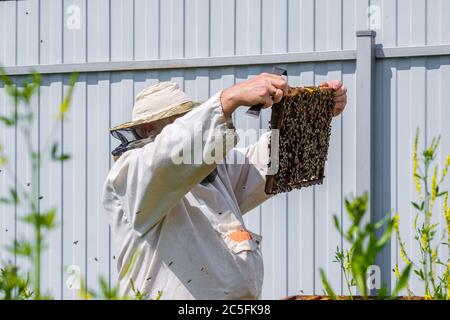 Ein Imker in Schutzkleidung hält einen Rahmen mit Waben, inspiziert die Bienen im Bienenhaus. Auf der Kleidung ist eine Inschrift in russischer Sprache: Stockfoto