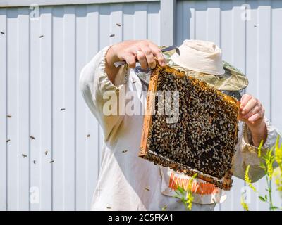 Ein Imker in Schutzkleidung hält einen Rahmen mit Waben, inspiziert die Bienen im Bienenhaus. Auf der Kleidung ist eine Inschrift in russischer Sprache: Stockfoto