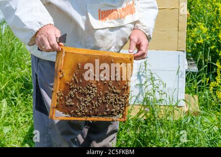 Ein Imker in Schutzkleidung hält einen Rahmen mit Waben, inspiziert die Bienen im Bienenhaus. Auf der Kleidung ist eine Inschrift in russischer Sprache: Stockfoto