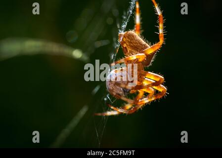 Araneus diadematus im Netz, der im Frühjahr einen Marienkäfer, coccinella magnifica, in Palencia, Spanien, isst Stockfoto