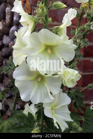 Alcea rosea, Hollyhock, Hollyhocks, blass, weiß, grünes Zentrum, Blume Stockfoto