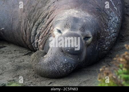 Riesige männliche nördliche Elefantenrobbe ruht mit Proboscis Nase an einem Strand in der Nähe in Kalifornien. Stockfoto