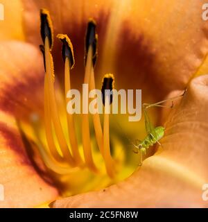 Katydid Barches in Tag Lilie Blume schließen mit hellen lebendigen Farben. Stockfoto