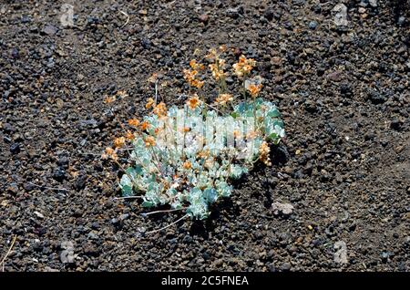 Kissen Buchweizen Blume in den Krater des Mondes National Monument, Idaho, USA Stockfoto