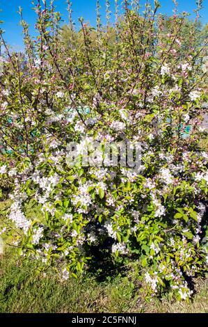 Apfelblüten und Blütenknospen auf einem kleinen Apfelbaum.vor blauem Himmel an einem sonnigen Frühlingstag. Ein Laubbaum, der völlig winterhart ist. Stockfoto