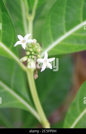 Noni Blüten Stockfoto