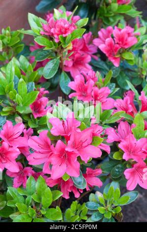 Rhododendron Azalea Geisha Rote Pflanze in Blüte im Frühjahr. Dies sind Aronense Hybriden, die ein immergrüner mehrjähriger Strauch und voll winterhart sind Stockfoto