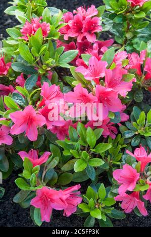 Rhododendron Azalea Geisha Rote Pflanze in Blüte im Frühjahr. Dies sind Aronense Hybriden, die ein immergrüner mehrjähriger Strauch und voll winterhart sind Stockfoto