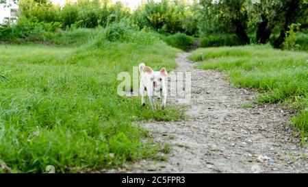 Chihuahua Hund. Zucht und Pflege von Hunden und Welpen eines Chihuahua Stockfoto