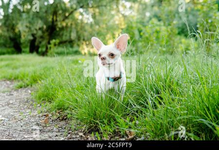 Chihuahua Hund. Zucht und Pflege von Hunden und Welpen eines Chihuahua Stockfoto