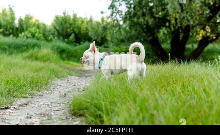 Chihuahua Hund. Zucht und Pflege von Hunden und Welpen eines Chihuahua Stockfoto