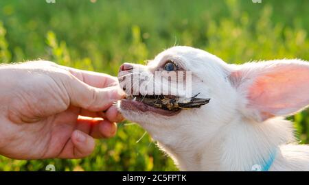 Chihuahua Hund. Zucht und Pflege von Hunden und Welpen eines Chihuahua Stockfoto