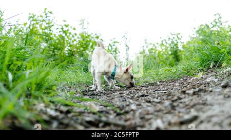 Chihuahua Hund. Zucht und Pflege von Hunden und Welpen eines Chihuahua Stockfoto