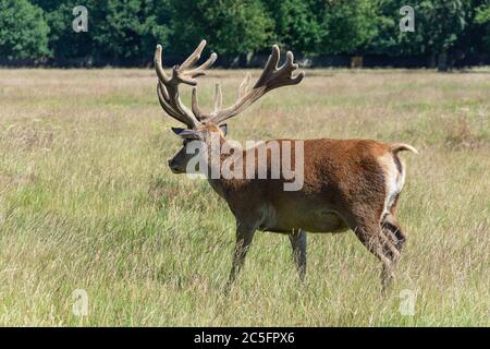 Rothirsch im Buschy Park, Borough of Richmond upon Thames, Greater London, England, Vereinigtes Königreich Stockfoto