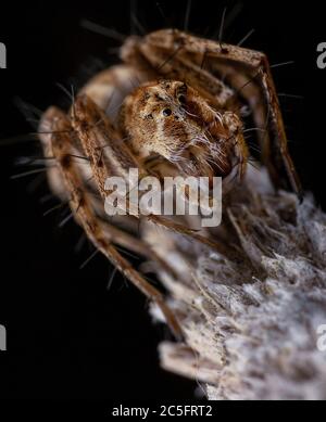 Lycosidae, Wolfsspinne posiert mit schwarzem Hintergrund Stockfoto