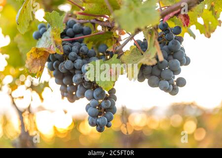 Ein Bündel von reifen Trauben von einem Bauernhof während des Sonnenuntergangs im Hintergrund am Horizont Wein, bewegen sich in starkem Wind vor der Lese und die Vorbereitung Wein in Stockfoto