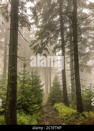 Nadelwald und Straße zwischen Bäumen komplett im Nebel versteckt Spielen weiß-gelbe Bäume sind voll von Nebel einschließlich einer kleinen Straße in der mi bedeckt Stockfoto