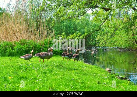 Graugänse am Wasser auf einer grünen Wiese. (Anser anser domesticus) Stockfoto