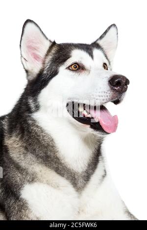 Portrait Alaskan Malamute, isoliert auf Weiß. Nahaufnahme Stockfoto