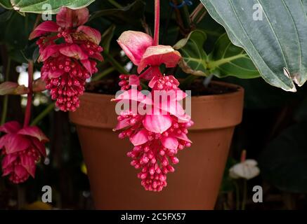 Schöne, rote, geschlossene auffällige medinilla magnifica, philippinische Orchidee oder Rose Traube Blume hängen vor einem verschwommenen Naturhintergrund. Stockfoto