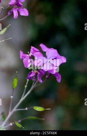 Jährliche Ehrlichkeit Lunaria annua in Blüte im Frühjahr, North Yorkshire, Großbritannien. Ehrlichkeit ist eine blühende Pflanze, die auf dem Balkan und im Südwesten A beheimatet IST Stockfoto