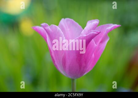 Einzelne rosa Tulpe in Blume im Frühjahr, mit einem grünen Garten Hintergrund, England, Vereinigtes Königreich Stockfoto