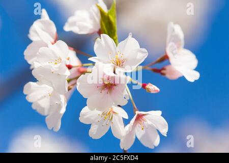 Weiße Kirschblüten / Japanische Sakura / Prunus serrulata vor einem strahlend blauen Himmel, Washington, D.C., USA Stockfoto