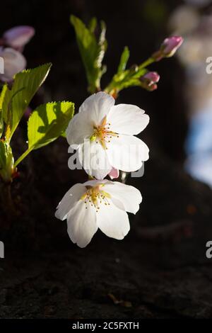 Zwei weiße Kirschblütenblumen / Japanische Sakura / Prunus serrulata vor dunklem Hintergrund, Washington, D.C., USA Stockfoto