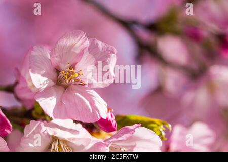 Makro / Nahaufnahme rosa japanischer Kirschblüten / rosa Sakura / Prunus serrulata mit Kopierraum rechts, Washington, D.C., USA Stockfoto