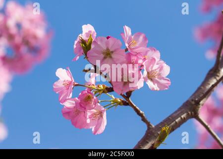 Makro / Nahaufnahme rosa japanischer Kirschblüten / rosa Sakura / Prunus serrulata vor blauem Himmel, Washington, D.C., USA Stockfoto