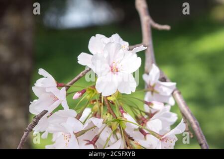 Ein Zweig aus weißen Kirschblüten / Japanische Sakura / Prunus serrulata vor grünem Frühlingshintergrund, Washington, D.C., USA Stockfoto